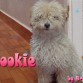 cookie!!